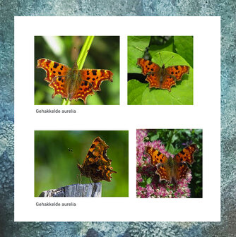vlinder-aurelia-keepsake-mini-urn-hout-zelf-te-vullen
